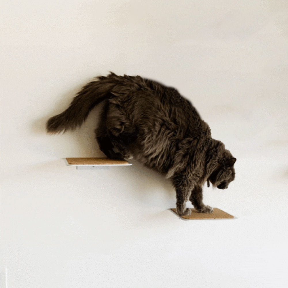 Gimnasios para gatos modernos