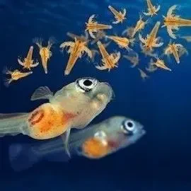 Artemia Salina Premiun Mayor Al 90 Porciento X200Gramos