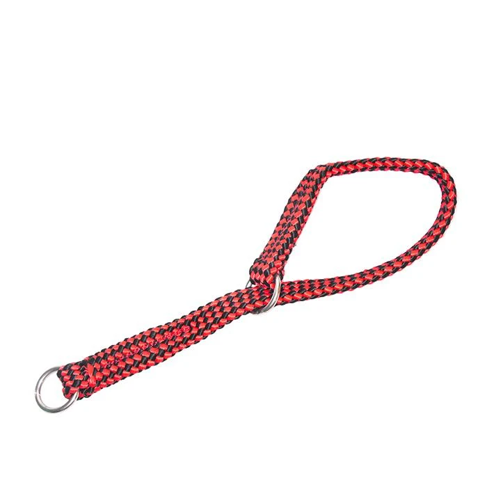 Collares para perros: precios y opciones económicas